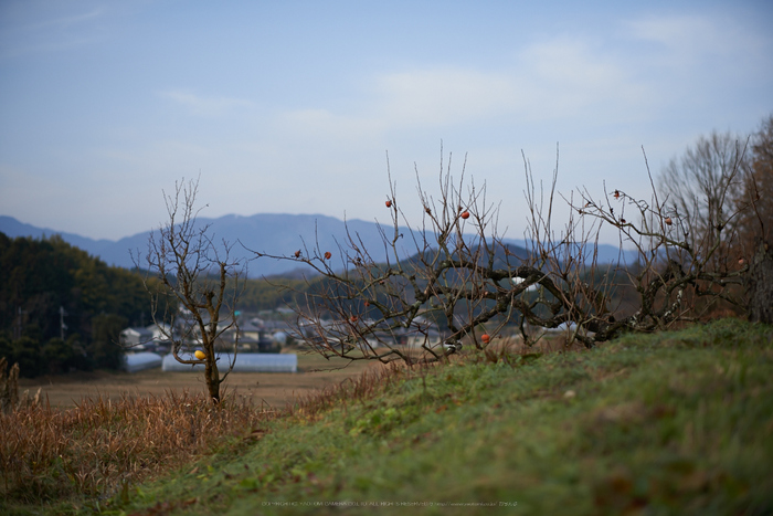 明日香(20140104)_DSC_6345Cap(F1.8,iso100,AF-S,NIKKOR58,1,4G,D800E)2014yaotomi.jpg