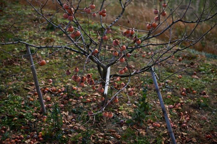 明日香(20140104)_DSC_6351Cap(F1.8,iso100,AF-S,NIKKOR58,1,4G,D800E)2014yaotomi.jpg