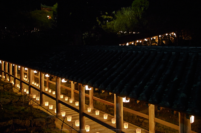 長谷寺,観音万燈会_IMG_4837Cap(24mm,F4.5,iso3200,SIGMA24_105,5DmarkII)2013yaotomi.jpg