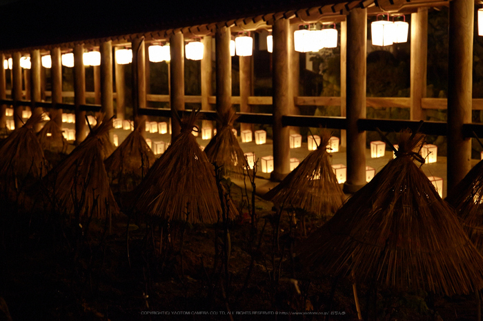 長谷寺,観音万燈会_IMG_4975Cap(74mm,F5,iso3200,SIGMA24_105,5DmarkII)2013yaotomi.jpg