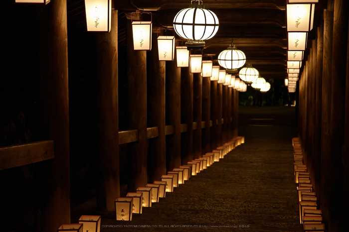 長谷寺,観音万燈会_IMG_4990Cap(105mm,F4.5,iso1600,SIGMA24_105,5DmarkII)2013yaotomi.jpg