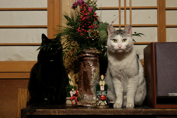 奈良 長谷寺 観音万燈会 2014 ／ SIGMA 24-105mm F4 DG OS HSM