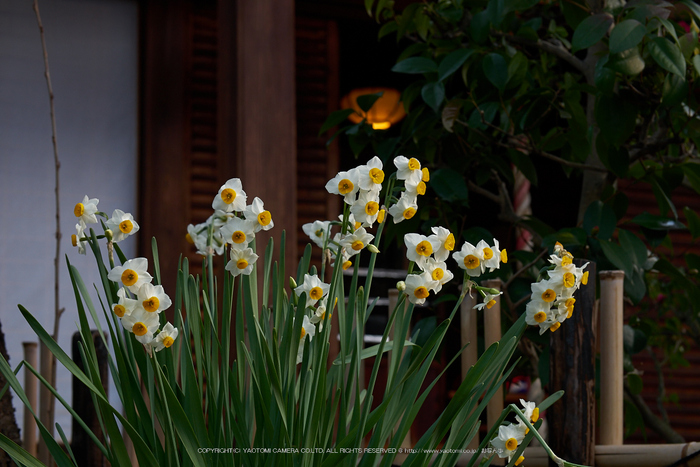 Panasonic LEICA DG NOCTICRON 42.5mm/F1.2 （review） ／ 京都 お写ん