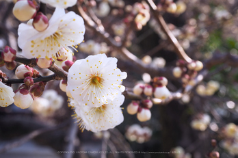 北野天満宮,梅(OMD_EM10,09-03-01,33mm,F9,iso200)2014yaotomi_.jpg