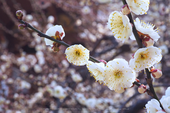 北野天満宮,梅(OMD_EM10,09-05-03,30mm,F9,iso200)2014yaotomi_.jpg