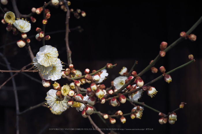 北野天満宮,梅(OMD_EM10,09-16-17,42mm,F9,iso200)2014yaotomi_.jpg