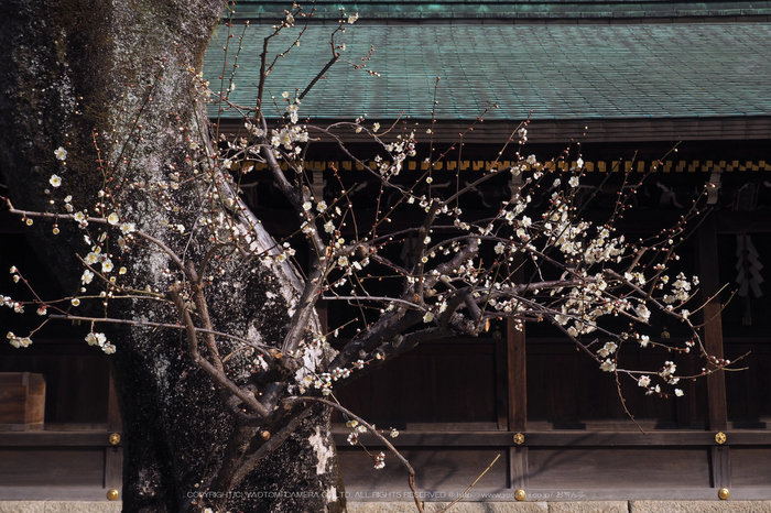 北野天満宮,梅(OMD_EM10,09-30-31,24mm,F9,iso200)2014yaotomi_.jpg