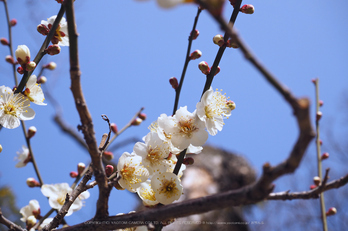 北野天満宮,梅(OMD_EM10,09-33-23,37mm,F9,iso200)2014yaotomi_.jpg