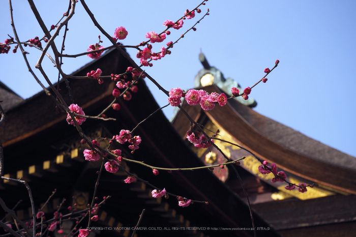 北野天満宮,梅(OMD_EM10,09-39-06,37mm,F7.1,iso200)2014yaotomi_.jpg