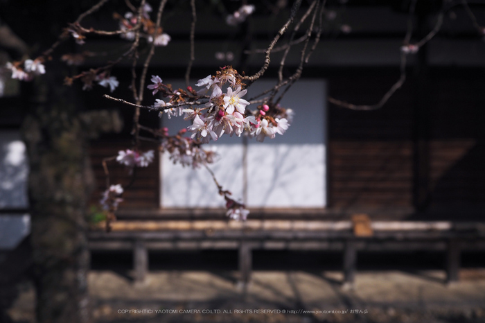 北野天満宮,梅(OMD_EM10,09-50-31,14mm,F3.5,iso200)2014yaotomi_.jpg