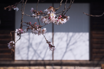 北野天満宮,梅(OMD_EM10,09-51-37,31mm,F7.1,iso200)2014yaotomi_.jpg