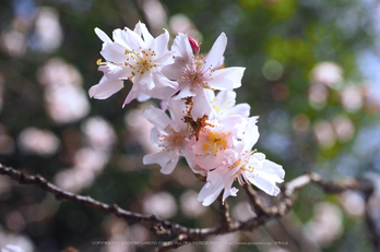 北野天満宮,梅(OMD_EM10,09-53-48,31mm,F7.1,iso200)2014yaotomi_.jpg