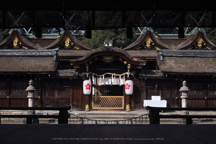 北野天満宮,梅(OMD_EM10,09-55-26,31mm,F8,iso200)2014yaotomi_.jpg