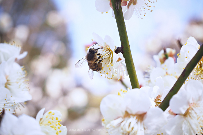 北野天満宮,梅(OMD_EM10,10-51-44,42mm,F6.3,iso200)2014yaotomi_.jpg