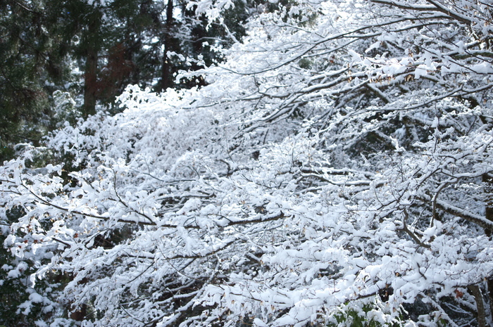 常照皇寺,雪景(K3,112346_40mm,F4,0)2014yaotomi_.jpg