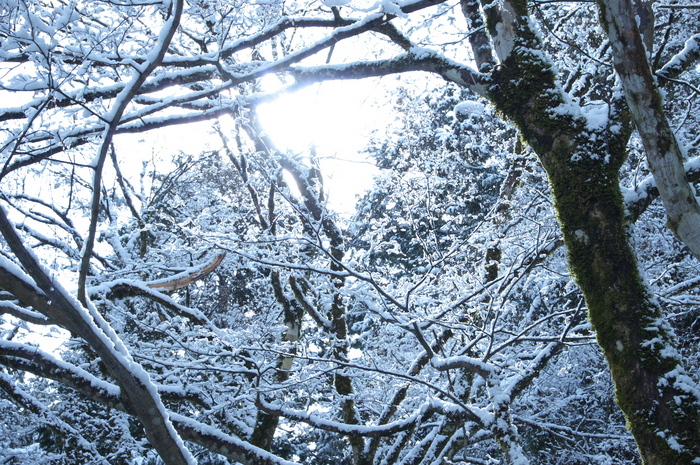 常照皇寺,雪景(K3,112431_40mm,F10)2014yaotomi_.jpg