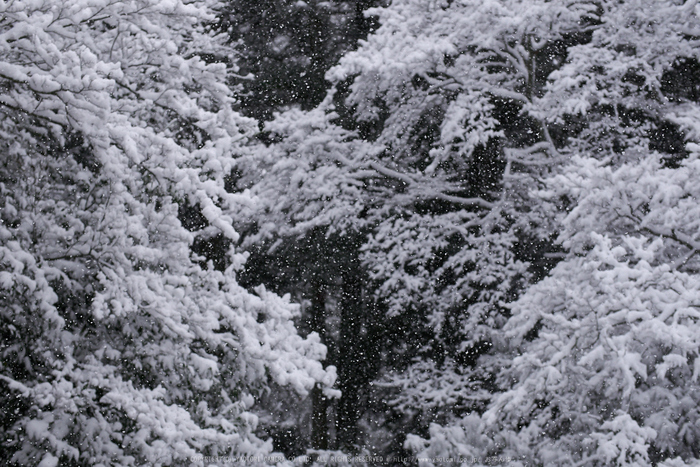 鞍馬寺,雪景(NOCTICRON,08-46-42,43mm,F2.8)_2014yaotomi_.jpg