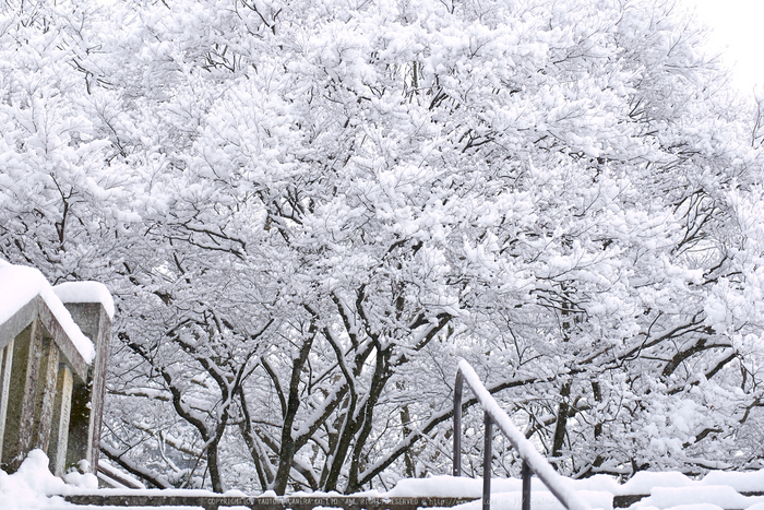 鞍馬寺,雪景(NOCTICRON,08-58-32,43mm,F2.8)_2014yaotomi_.jpg