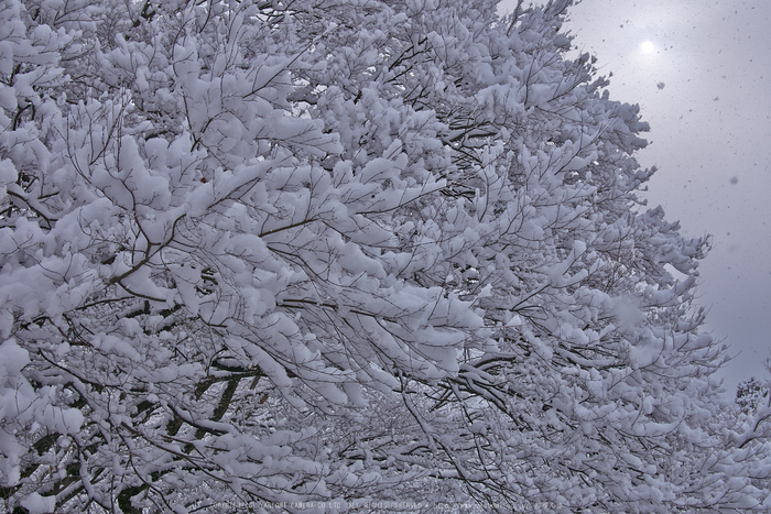 鞍馬寺,雪景(NOCTICRON,09-03-40Cap,20mm,F9)_2014yaotomi_.jpg