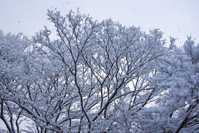 鞍馬寺,雪景(NOCTICRON,09-06-26Cap,20mm,F5)_2014yaotomi_.jpg