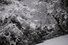 鞍馬寺,雪景(NOCTICRON,09-49-24Cap,43mm,F1.6)_2014yaotomi_.jpg