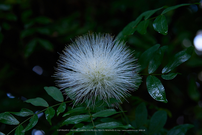 NOCTICRON(F3.5)_10-31-27_Cap2014yaotomi_.jpg