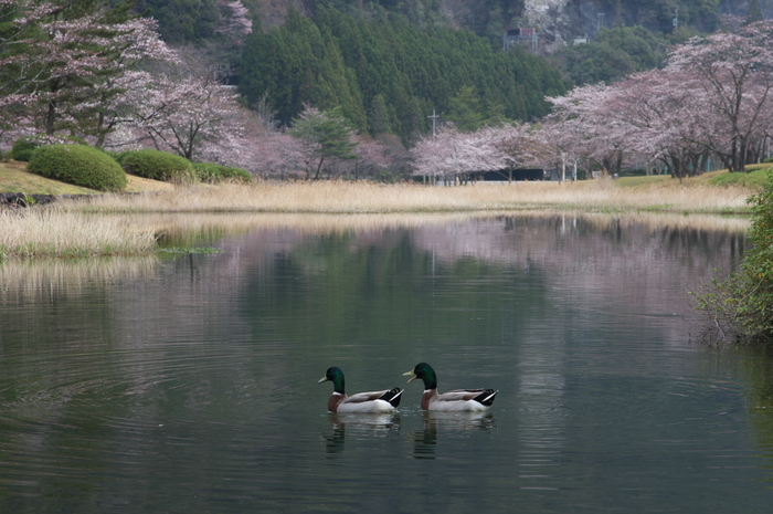 下北山村,桜,2014開花(PK3_8012_F7,1,70mm)_2014yaotomi_.jpg