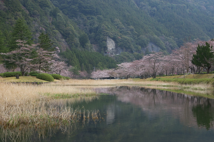 下北山村,桜,2014開花(PK3_8022_F9,0,45mm)_2014yaotomi_.jpg