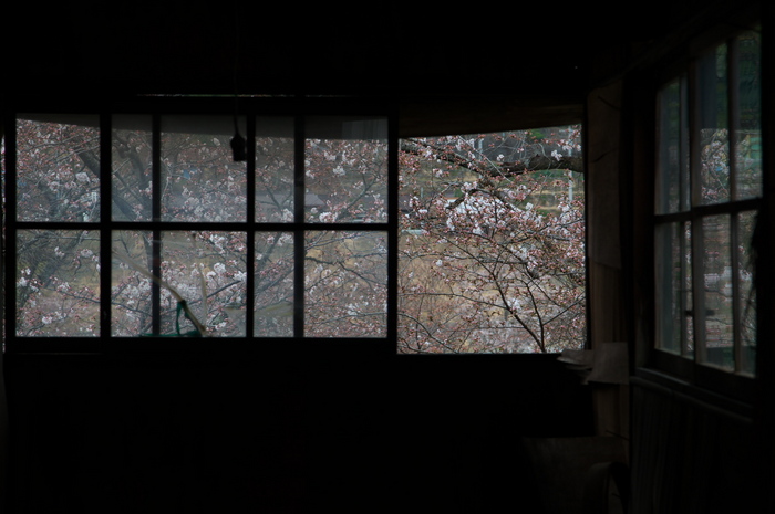 下北山村,桜,2014開花(PK3_8027_F5,0,70mm)_2014yaotomi_.jpg