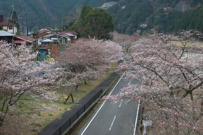 下北山村,桜,2014開花(PK3_8039_F7,1,31mm)_2014yaotomi_.jpg