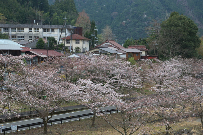 下北山村,桜,2014開花(PK3_8047_F8,0,45mm)_2014yaotomi_.jpg