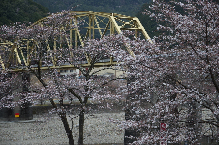 下北山村,桜,2014開花(PK3_8060_F4,0,53mm)_2014yaotomi_.jpg