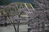 下北山村,桜,2014開花(PK3_8060_F4,0,53mm,FULL)_2014yaotomi_.jpg