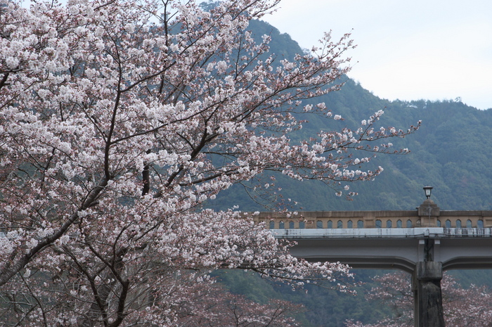 下北山村,桜,2014開花(PK3_8066_F7,1,70mm)_2014yaotomi_.jpg