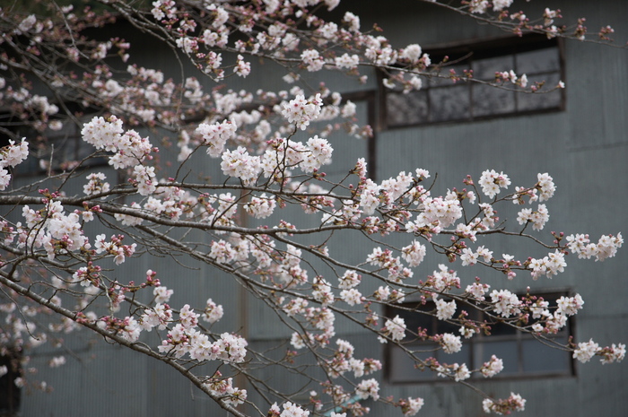 下北山村,桜,2014開花(PK3_8069_F4,0,70mm)_2014yaotomi_.jpg