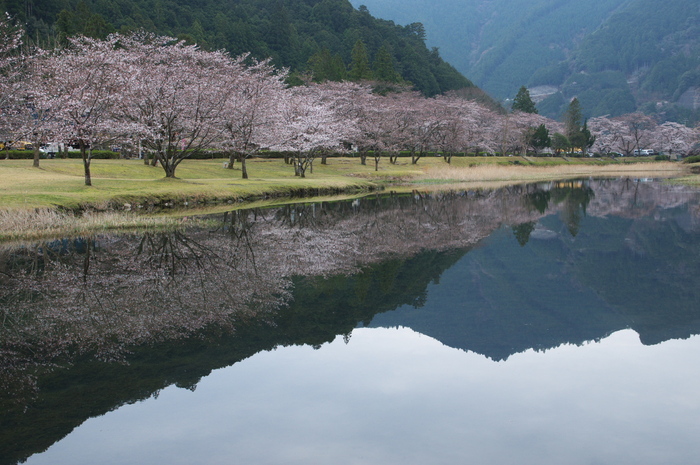 下北山村,桜,2014開花(PK3_8091_F7,1,31mm)_2014yaotomi_.jpg