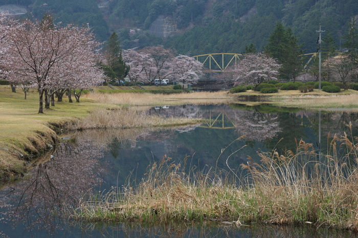 下北山村,桜,2014開花(PK3_8099_F9,0,70mm)_2014yaotomi_.jpg