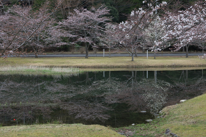 下北山村,桜,2014開花(PK3_8103_F9,0,45mm)_2014yaotomi_.jpg