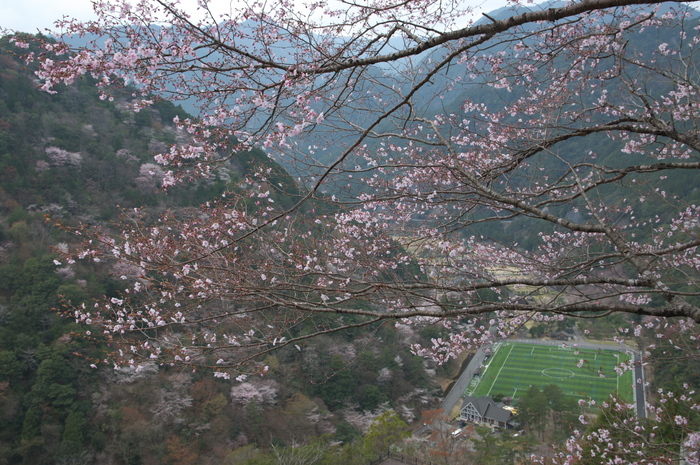 下北山村,桜,2014開花(PK3_8124_F8,0,26mm)_2014yaotomi_.jpg