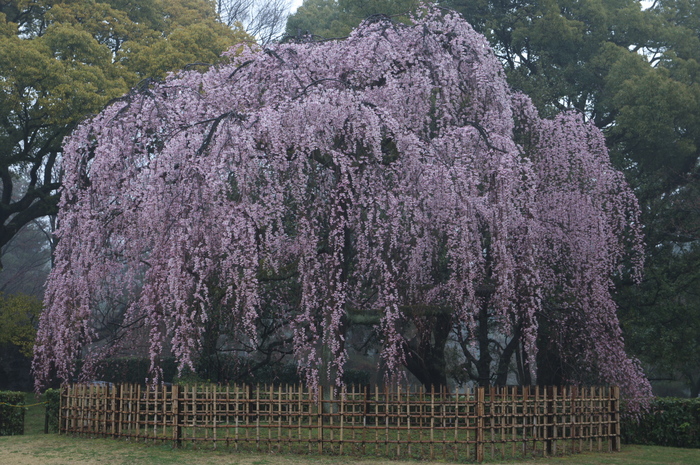 出水,桜_2014yaotomi_PK3_7650(F7,1_48mm).jpg