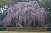 出水,桜_2014yaotomi_PK3_7660(F8,0_63mm).jpg