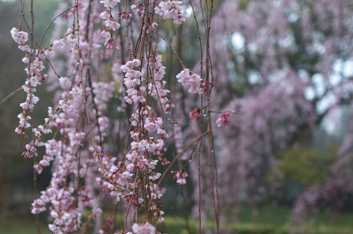 出水,桜_2014yaotomi_PK3_7666(F2,0_30mm).jpg