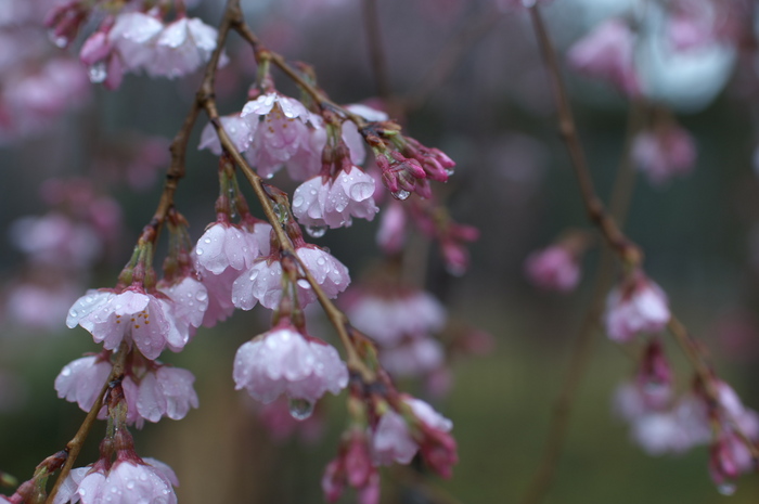 出水,桜_2014yaotomi_PK3_7673(F2,5_30mm).jpg