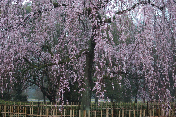 出水,桜_2014yaotomi_PK3_7681(F2,0_30mm).jpg