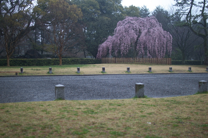 出水,桜_2014yaotomi_PK3_7691(F1,4_30mm).jpg