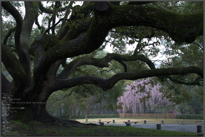 出水,桜_2014yaotomi_PK3_7707(F5,0_30mm)_Top.jpg