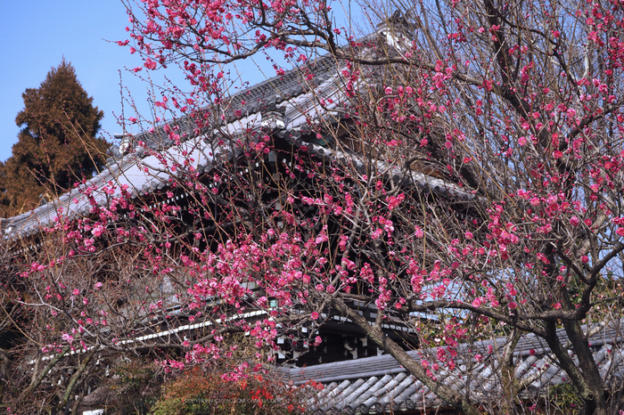 北野天満宮,梅(OMD_EM10,10-43-35,32mm,F8,iso200)2014yaotomi_.jpg