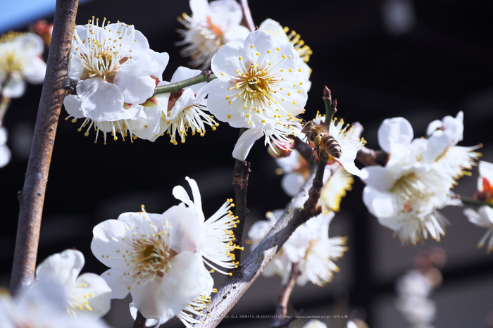 北野天満宮,梅(OMD_EM10,10-53-02,42mm,F7.1,iso200)2014yaotomi_.jpg