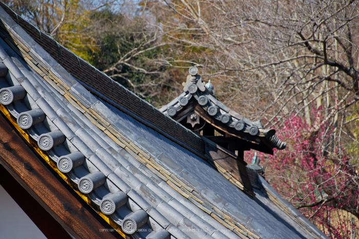 奈良,梅,SIGMA18_200,(IMG_9870,170mm,F6.3)2014yaotomi_.jpg