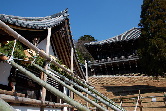 奈良,梅,SIGMA18_200,(IMG_9881,18mm,F8)2014yaotomi_.jpg